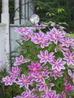 pink clematis.jpg