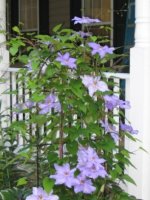 blue clematis.jpg