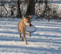 frisbee snow dog.jpg