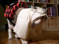 Persian Cat.jpg