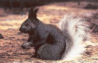 Kaibab Squirrel.jpg