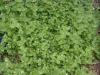 Chickweed.jpg