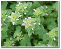 wa_purple_deadnettle2.gif