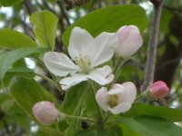 Apple Blossom.jpg