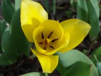 Yellow Tulip.jpg