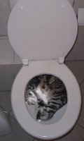 kittytoilet.jpg