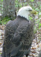 Eagle in woods.JPG