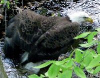 eagle in creekmmm.JPG