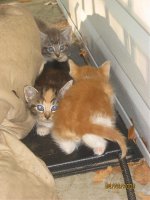 kittens-4.jpg