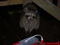 coon3.jpg