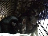 kittens 006.jpg