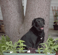 sammy-by-tree.gif