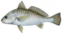 atlantic_croaker.jpg