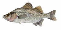 whiteperch.jpg