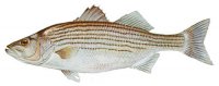 striped_bass.jpg