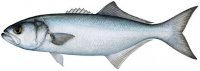 bluefish.jpg