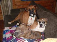 Daisy, Venus and Bluto.jpg