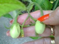 maters.jpg