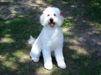 Lilly's first grooming1.jpg