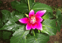 Dahlia.gif