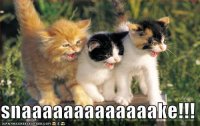 funny-pictures-kittens-see-snake.jpg