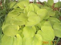 Hosta  August.jpg