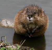 muskrat.JPG