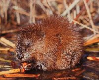 muskrat.jpg