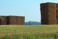 cowgirl field (2).jpg