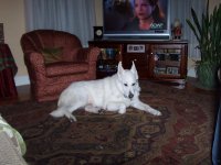 Pets 040.jpg