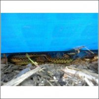 snake.jpg