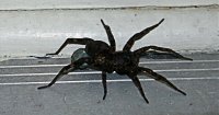 spider.jpg