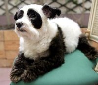 pandadog-1.jpg