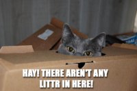 LOLCAT1.jpg