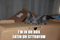 LOLCAT2.jpg