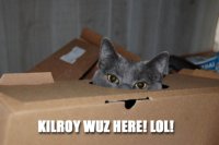 LOLCAT3.jpg