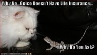 Geico cat.jpg