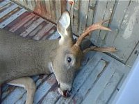 10-16-08 Muzzleloader Buck 03.JPG