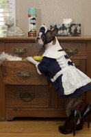 maid%20dog.jpg