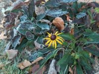 Last black eyed susan.jpg