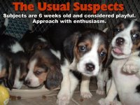 pupssuspects[1].jpg