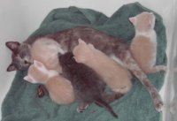 kittens & momma.jpg