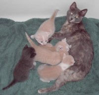 kittens & momma 2.jpg