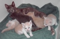 kittens & momma 3.jpg