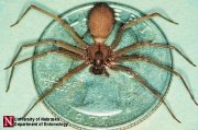 180px-Brown_recluse.jpg