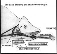 Chamelean tongue.jpg