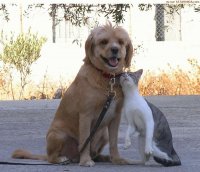 Cat N A pup.jpg