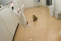 jumping_cats14.jpg