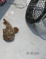oyster toad.jpg