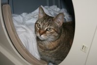 momcat in dryer.JPG